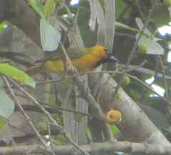 Ploceus brachypterus