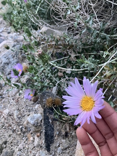 Mecca Woodyaster (Xylorhiza cognata)