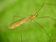 Gonomyia
