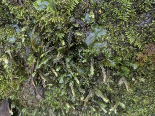 Baldwiniella kealeensis observed 2025-07-30