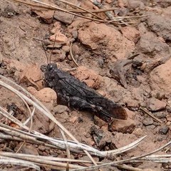 Circotettix coconino