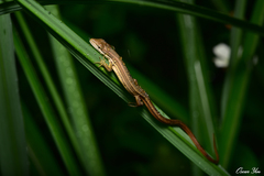 Takydromus kuehnei