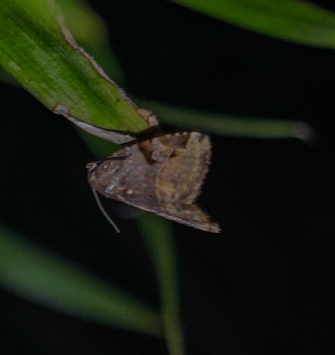 Microplexia costimaculalis