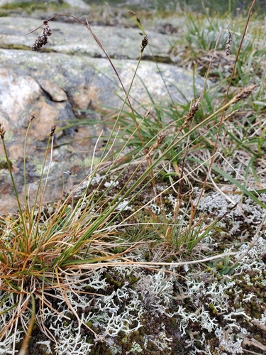 Carex micropoda iNat (1)