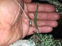 Microepidendrum subulatifolium