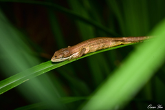 Takydromus kuehnei