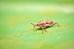 Sphenocorynes kosempoensis