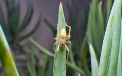 Cheiracanthium inclusum