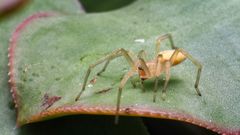 Cheiracanthium inclusum