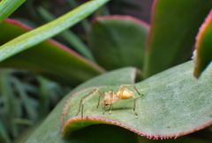 Cheiracanthium inclusum