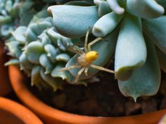 Cheiracanthium inclusum