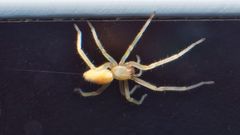 Cheiracanthium inclusum