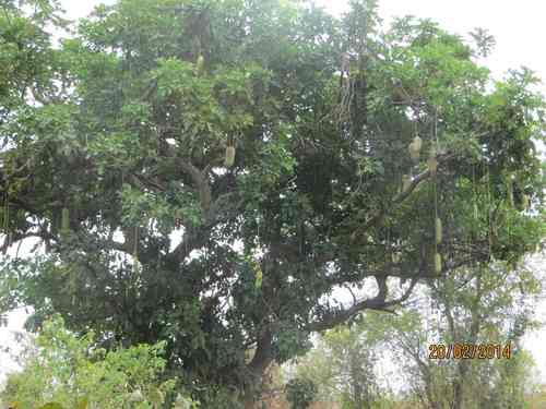 Sausage tree