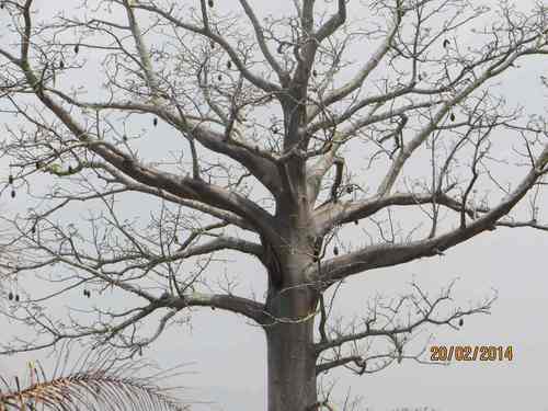 African baobab