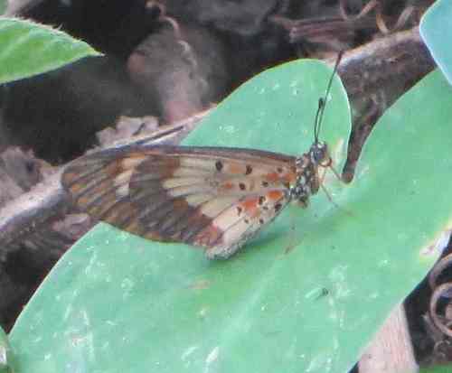 Falls Acraea