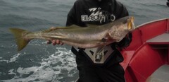 Geelbeck Croaker photo 4