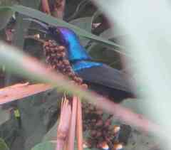 Cinnyris coccinigastrus