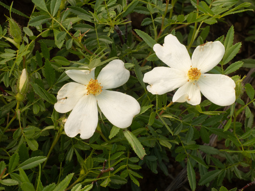 Rosa foliolosa, photograph 4
