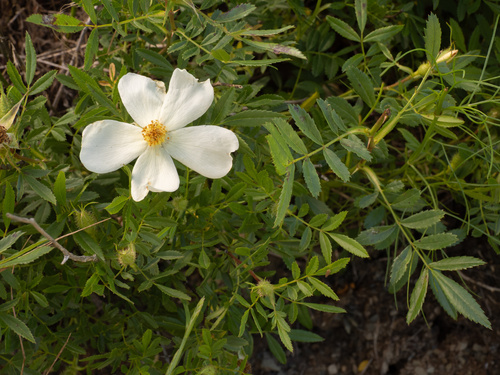 Rosa foliolosa, photograph 5