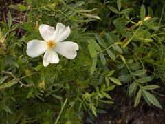 Rosa foliolosa, photograph (c) Turner Brockman, some rights reserved (CC BY-SA)