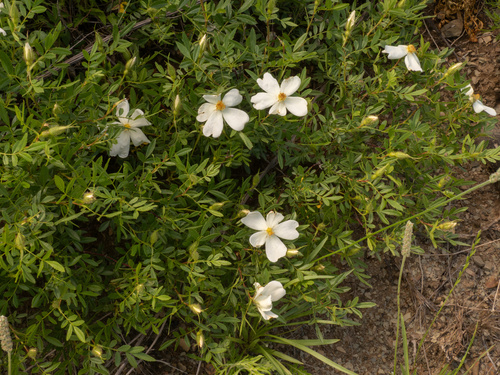 Rosa foliolosa, photograph 6