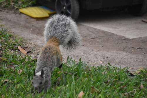 White-naped Squirrel, photo 4 of 10