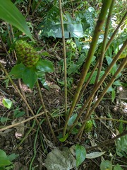 Costus dubius