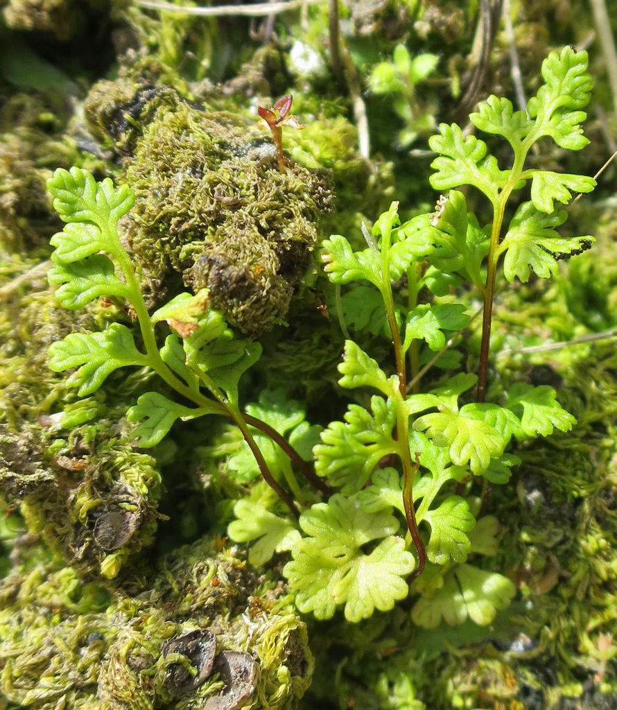 Jersey fern