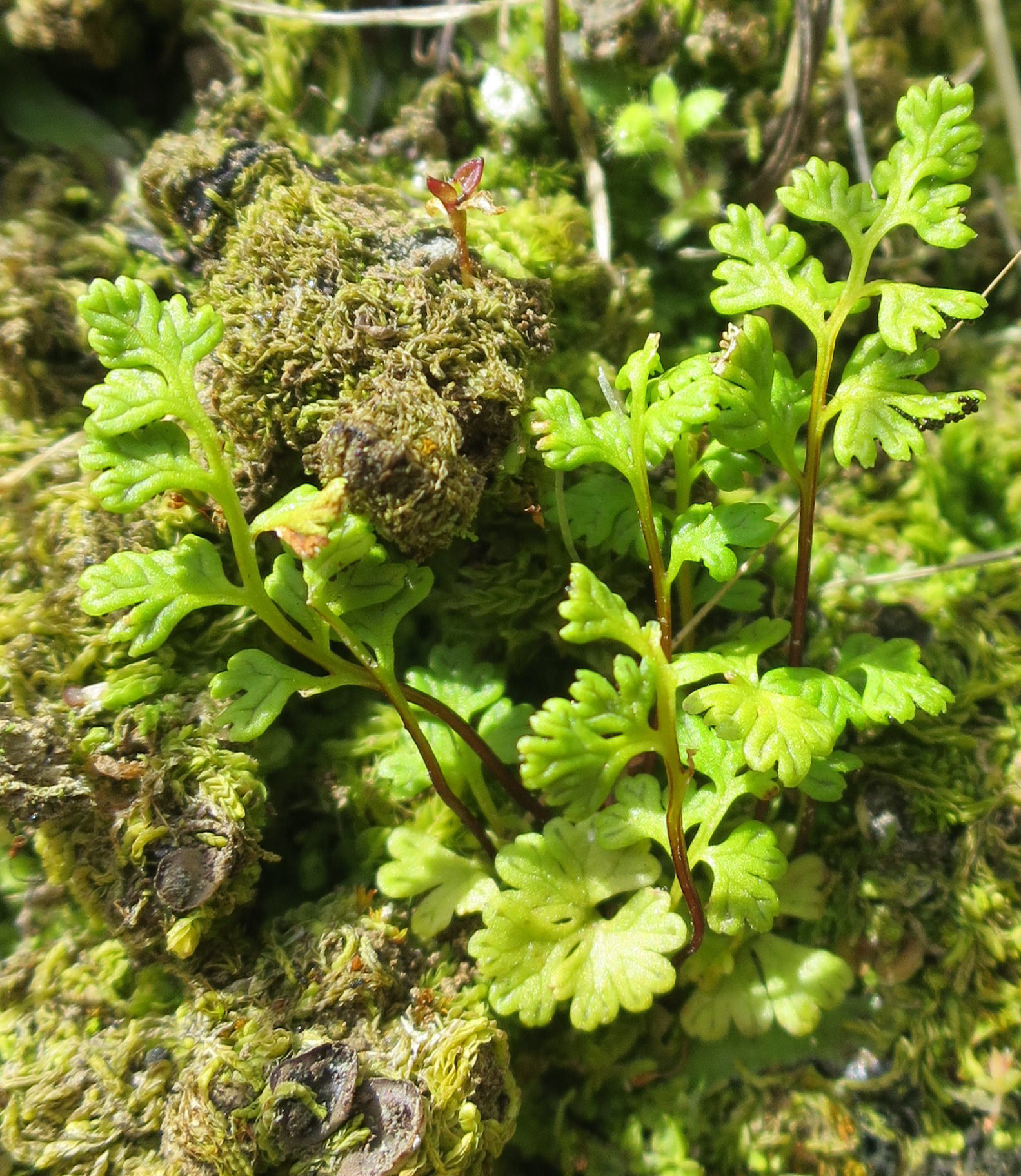 Anogramma leptophylla