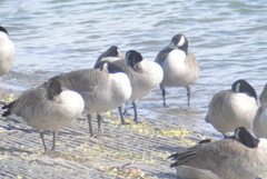 Branta canadensis moffitti