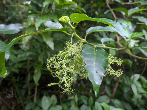 Dendrocnide vitiensis observed 2025-08-04