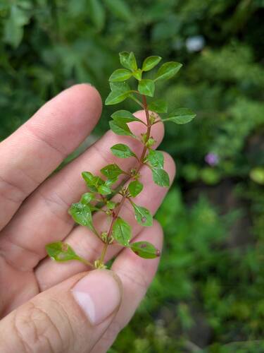Ludwigia palustris observed 2025-08-04