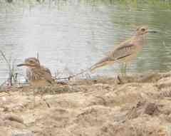Burhinus senegalensis