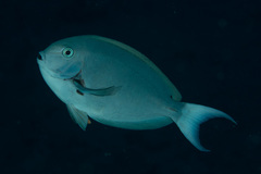 Acanthurus thompsoni