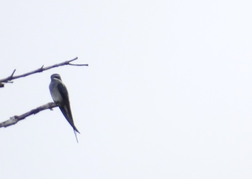 Moustached Treeswift (Hemiprocne mystacea), photo 7