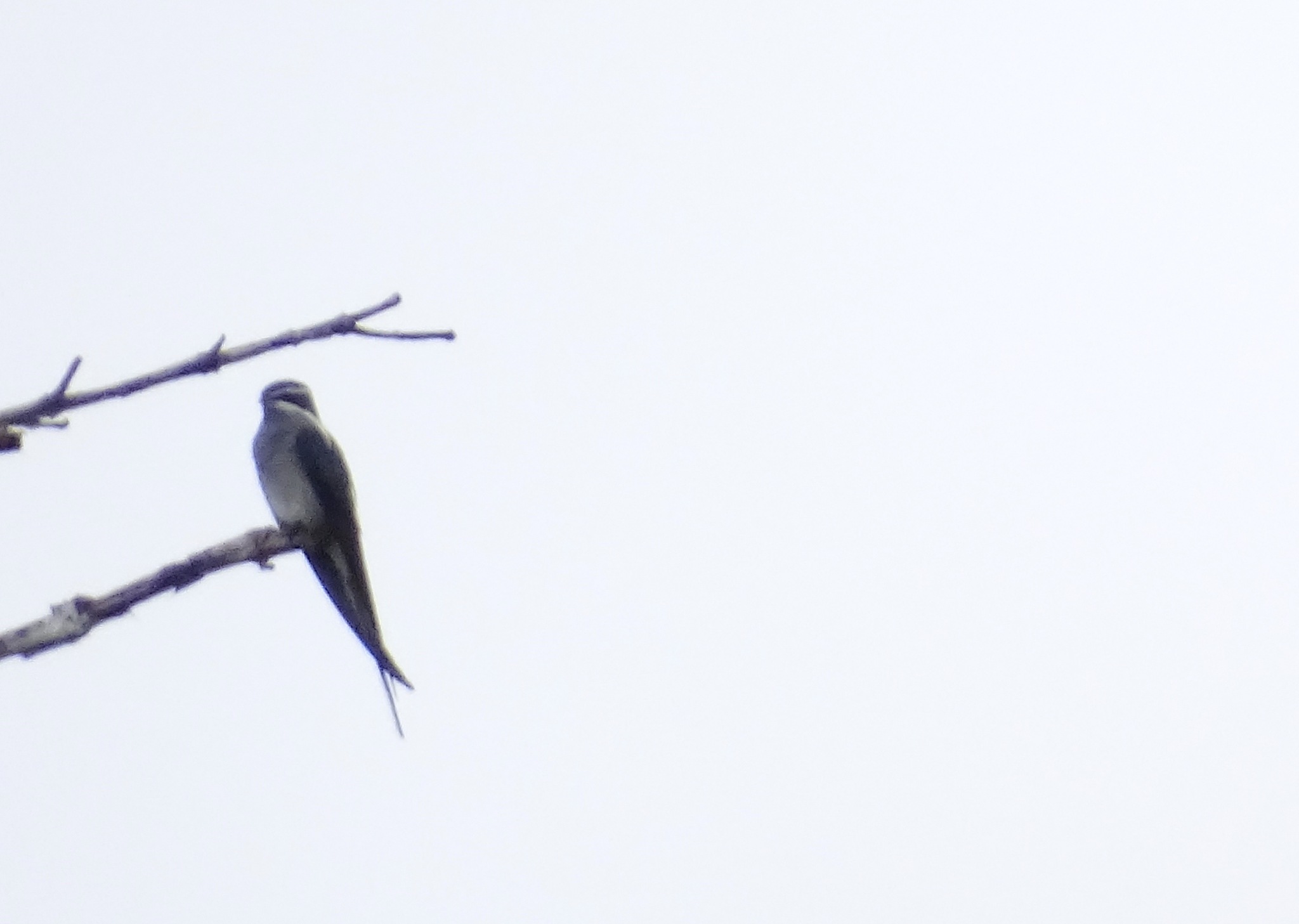Moustached Treeswift (Hemiprocne mystacea), photo 6