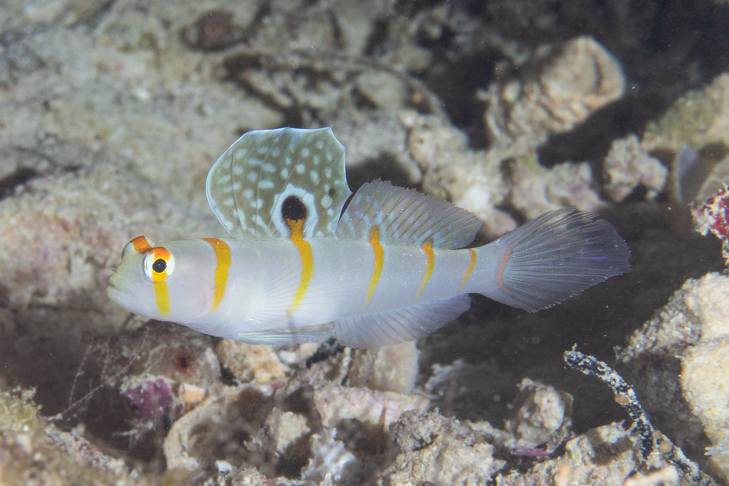 Randall's prawn-goby (Amblyeleotris randalli) — Gobiidae