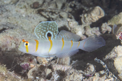 Amblyeleotris randalli