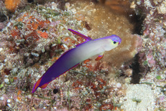 Nemateleotris decora