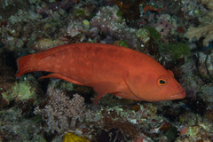 Cephalopholis spiloparaea