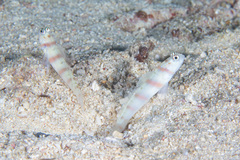 Amblyeleotris steinitzi