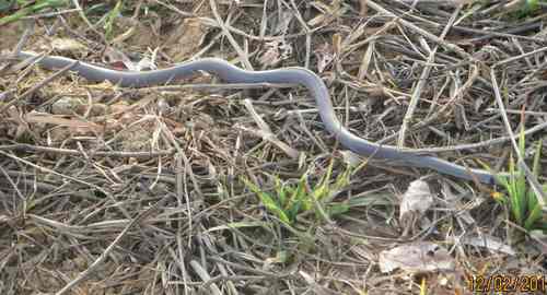 Eastern crowned smooth snake