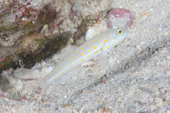 Valenciennea puellaris