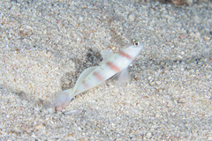 Amblyeleotris steinitzi