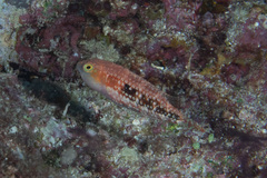 Oxycheilinus bimaculatus