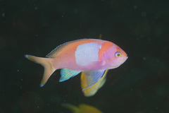 Pseudanthias pleurotaenia