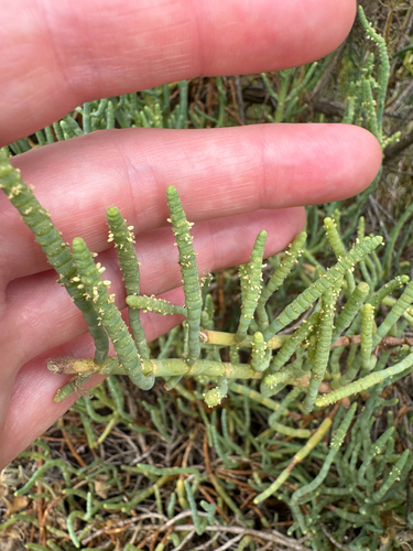 iNaturalist observation photo of Parish's glasswort