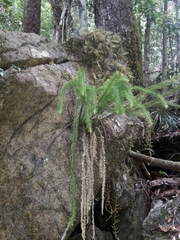 Phlegmariurus squarrosus