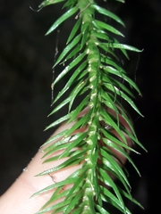 Phlegmariurus squarrosus