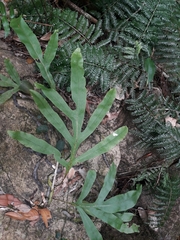 Microsorum latilobatum
